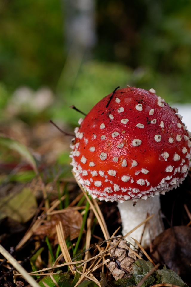 Красный гриб мухомор в траве осенью