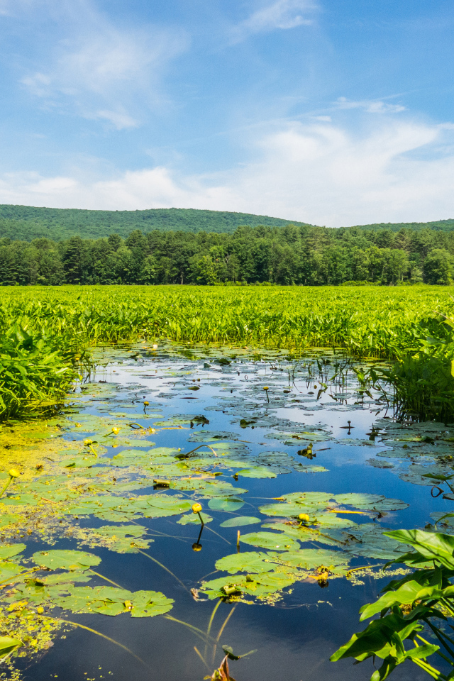 Речка покрыта водяными лилиями у леса