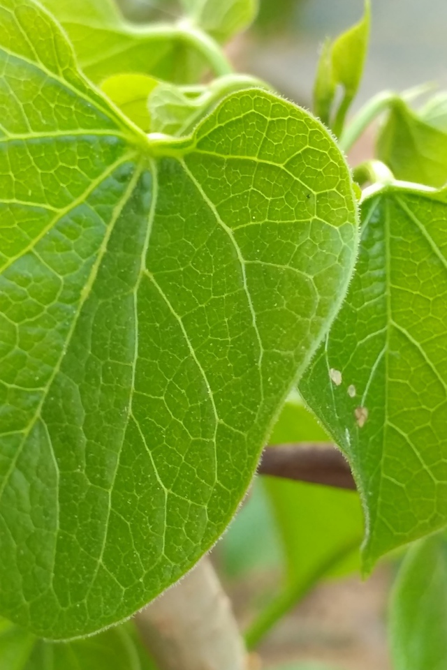 Сочные зеленые листья крупным планом 