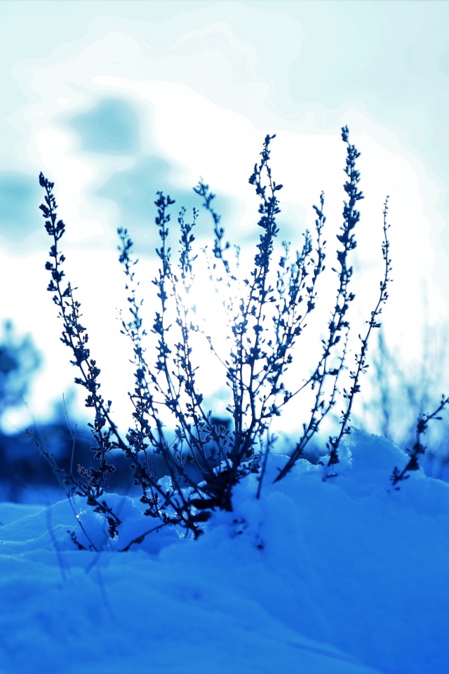 Трава в заснеженном лесу на закате солнца