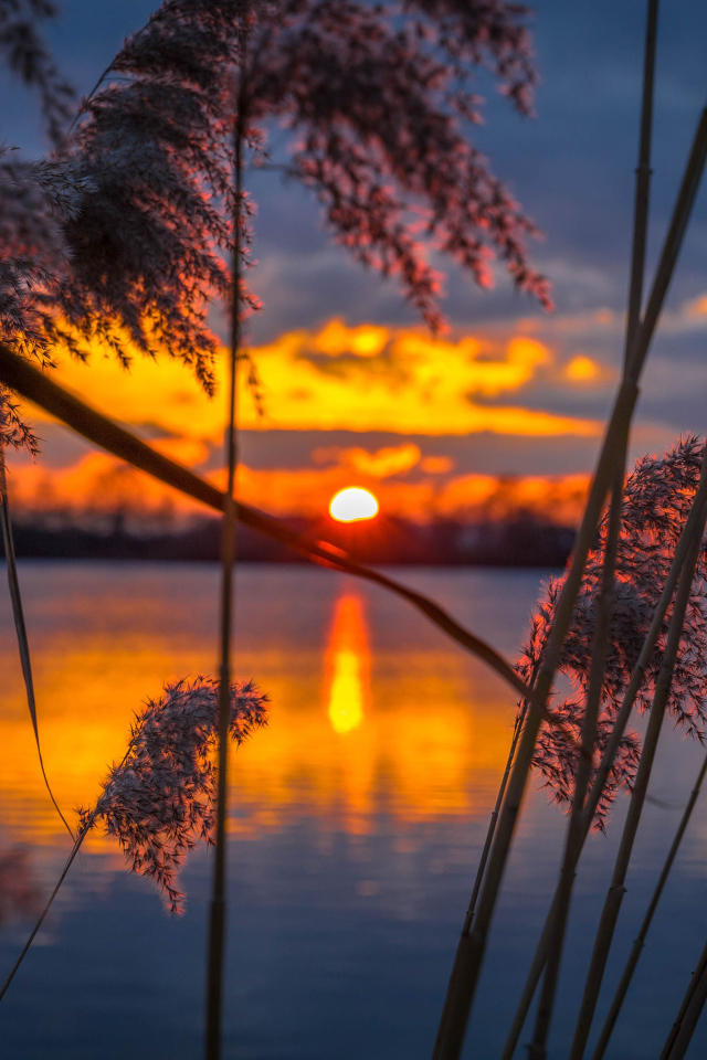 Тростник у воды на закате солнца 