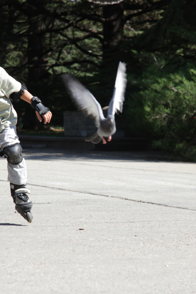 Мальчик катается на роликах на асфальте с голубями