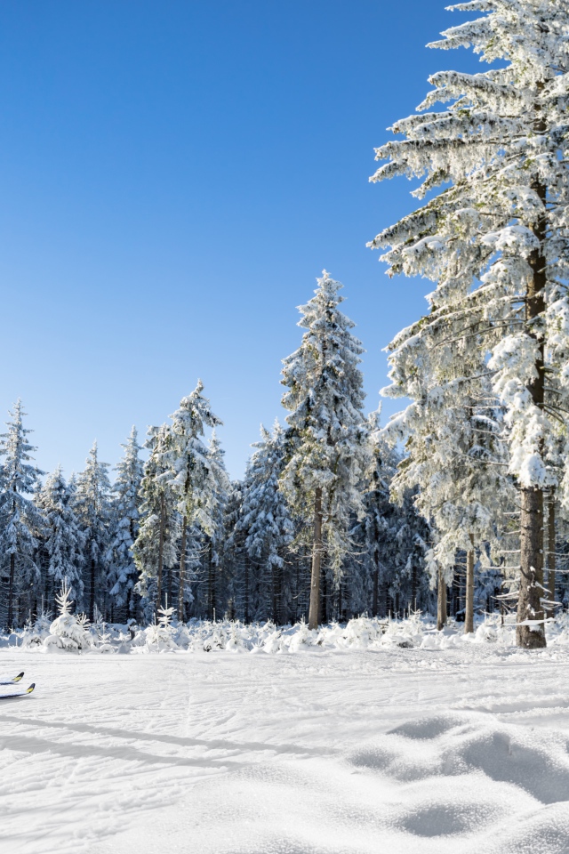 Лыжник едет по снегу на фоне хвойного леса 