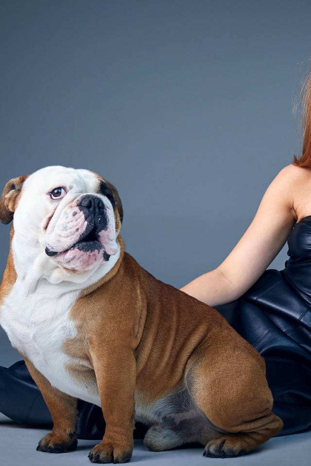 Телеведущая Стейси  Дули с бульдогом на сером фоне