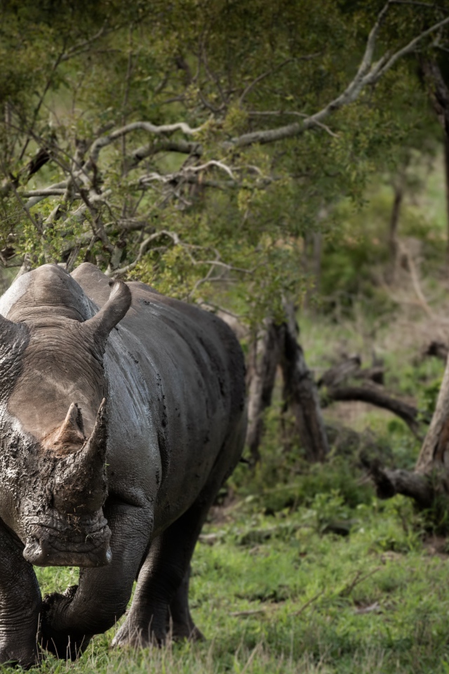 Большой носорог в грязи идет по траве