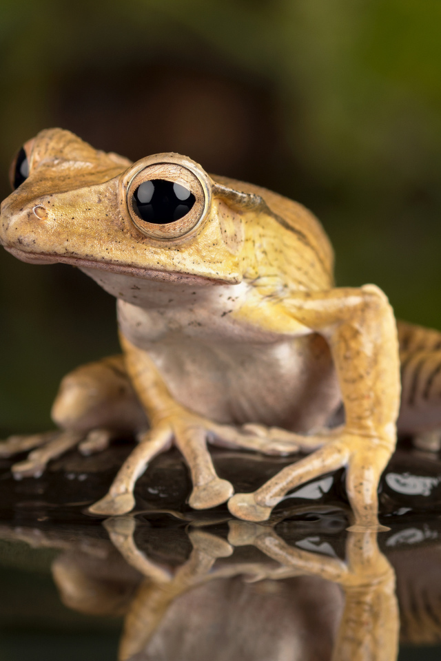 Лягушка с большими глазами сидит в воде на камне