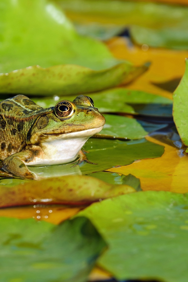 Зеленая лягушка сидит на зеленом листе в пруду
