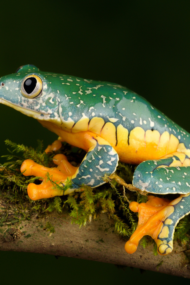 A green frog with a yellow belly sits on a branch