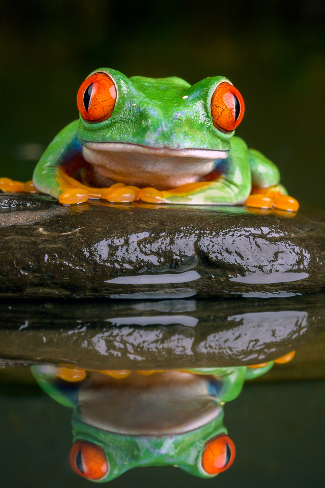 Зеленая лягушка с красными глазами сидит на камне в воде