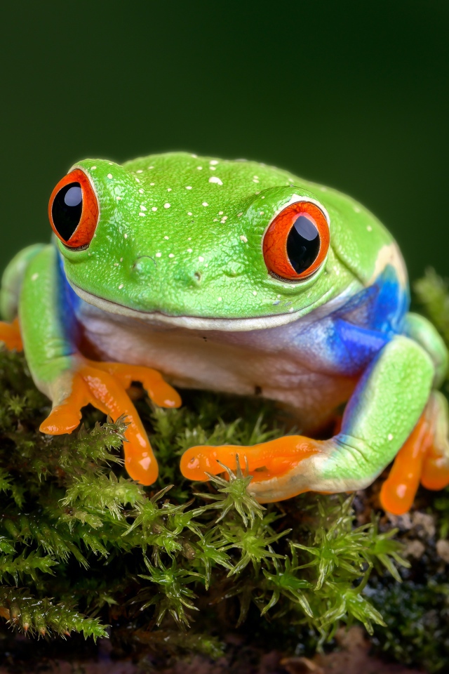 Большая зеленая лягушка с красными глазами сидит на покрытой мхом ветке