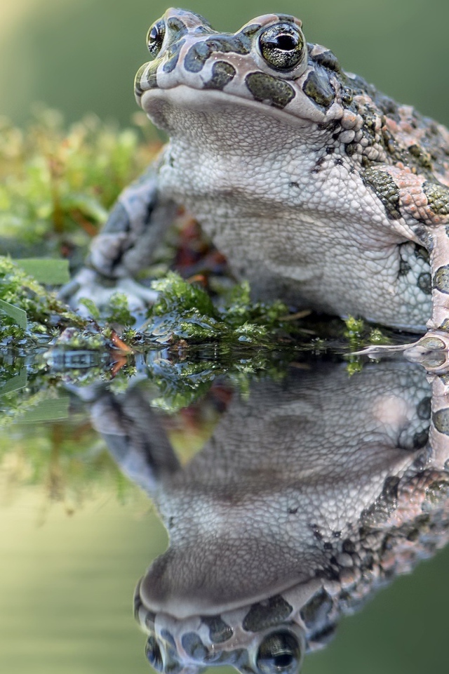 Big frog sits on seaweed in a pond