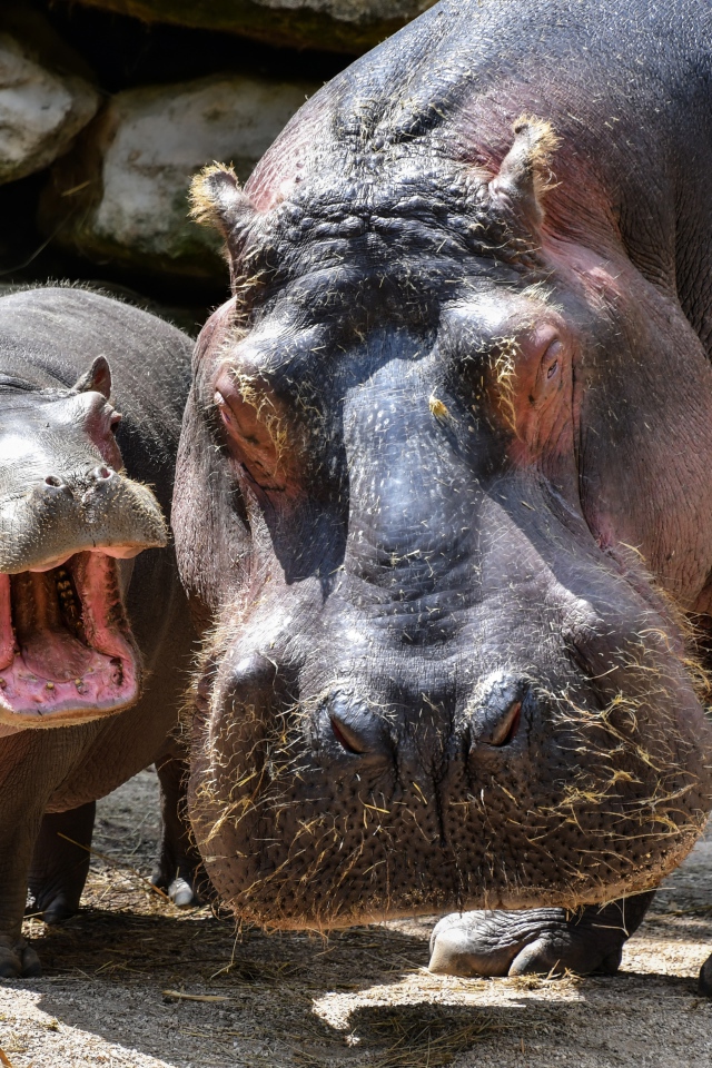 Большой гиппопотам с детенышем в зоопарке 
