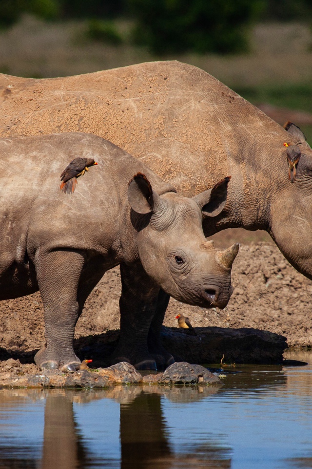 Большой носорог с детенышем у воды