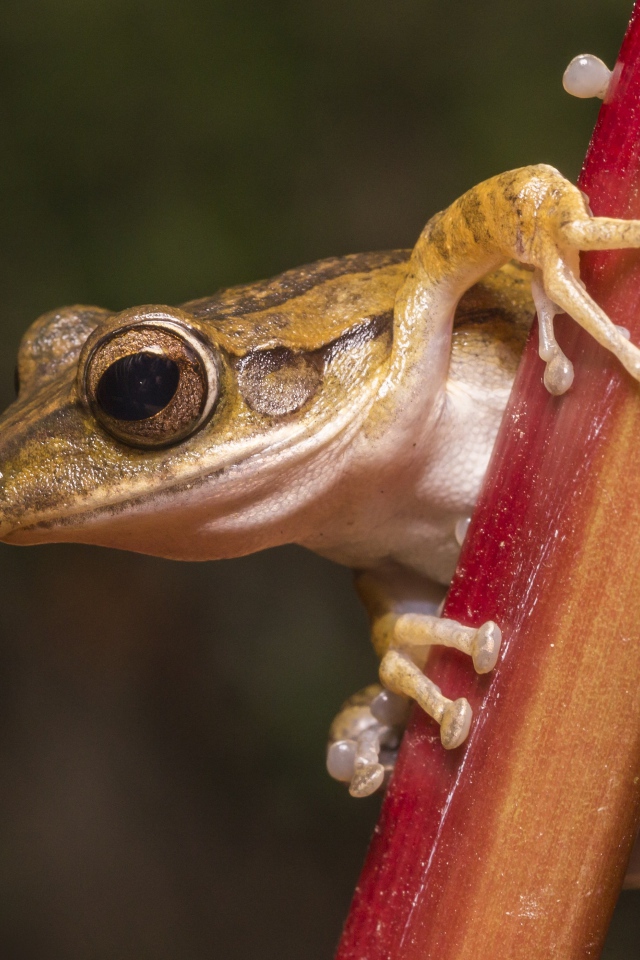 Лягушка сидит на растении крупным планом