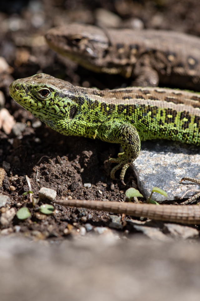 Две ящерицы на земле  