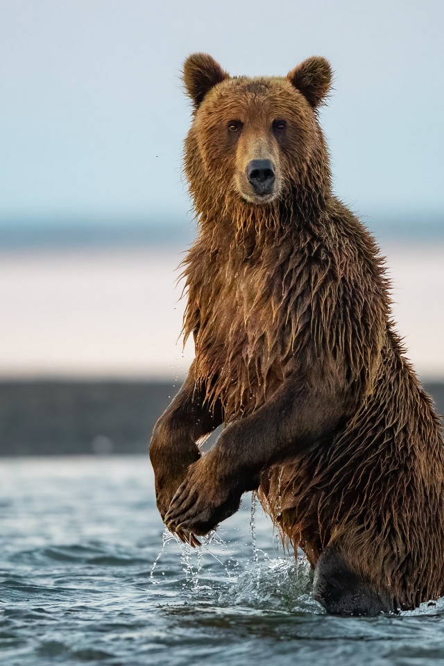 Большой бурый медведь охотится в реке 