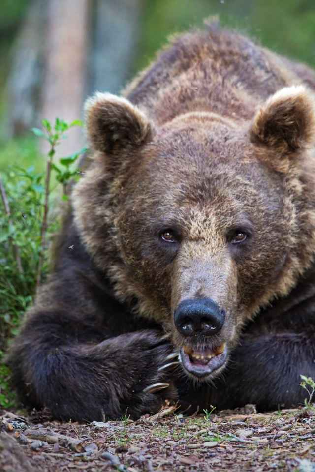 Большой бурый медведь лежит в лесу у дерева