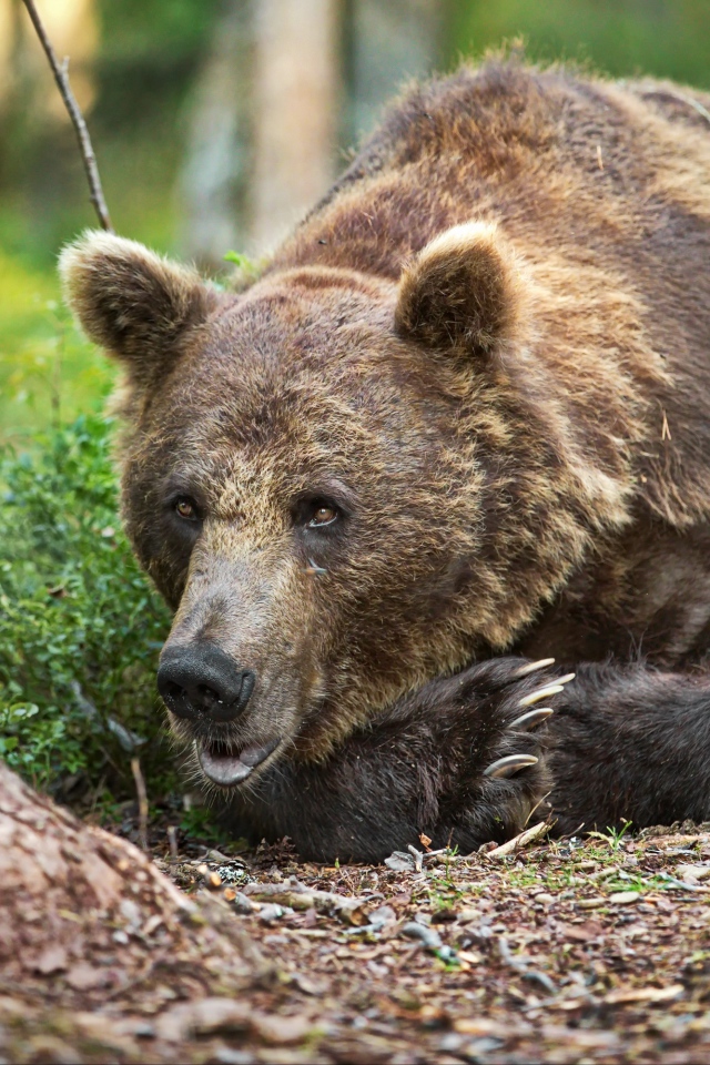 Большой бурый медведь лежит на траве в лесу