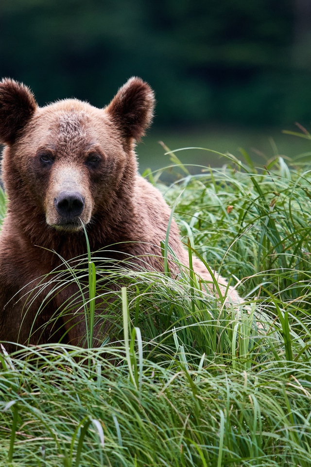 Большой бурый медведь сидит в высокой зеленой траве 
