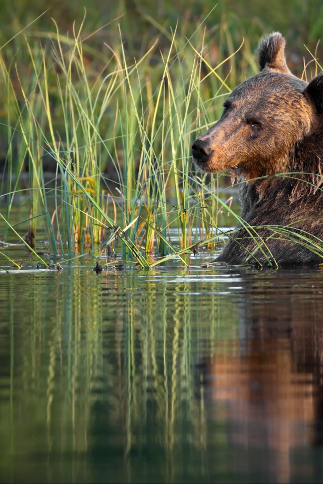 Большой бурый медведь сидит в воде 