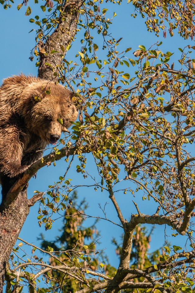 Большой бурый медведь сидит на ветке дерева 