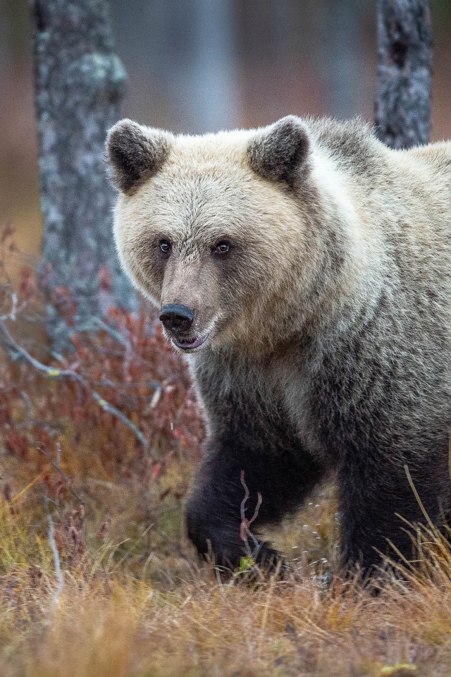 Большой бурый медведь идет по сухой траве