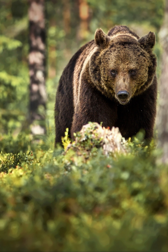 Большой бурый медведь идет по лесу