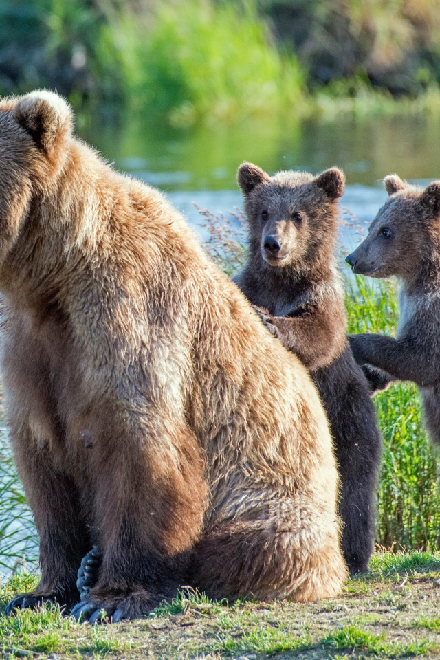 Большая медведица с тремя маленькими медвежатами у реки