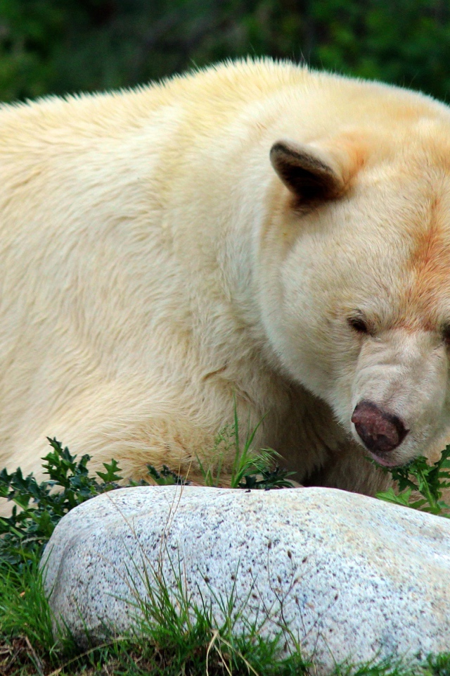 Большой грозный белый медведь у камней