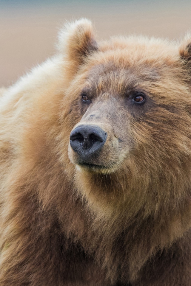 Большой мохнатый бурый медведь