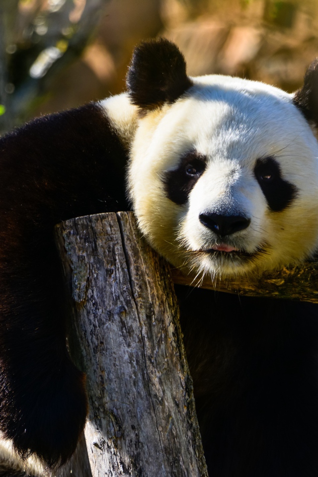 Большая ленивая панда висит на дереве