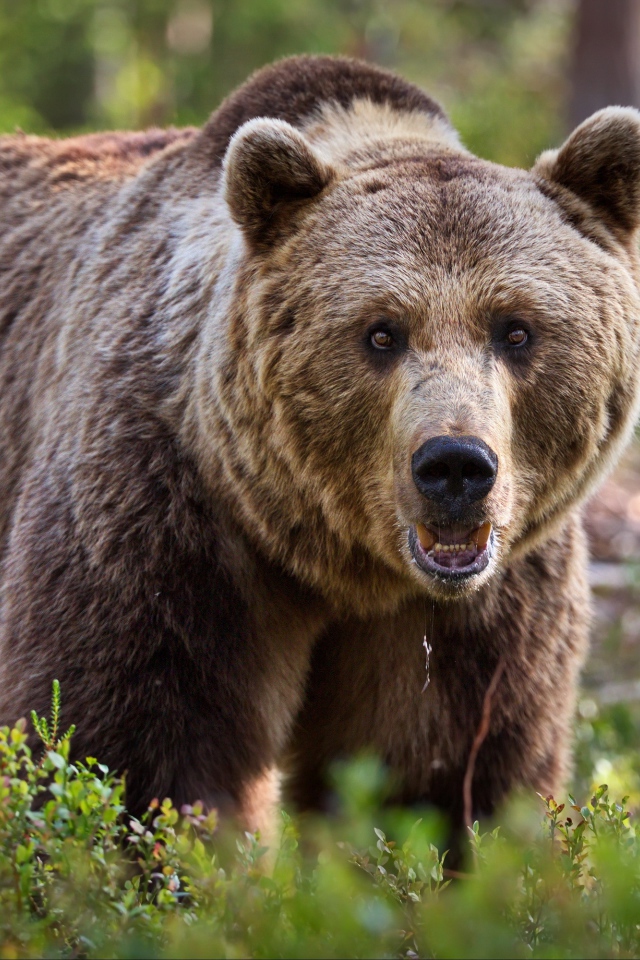 Большой грозный бурый медведь идет по траве