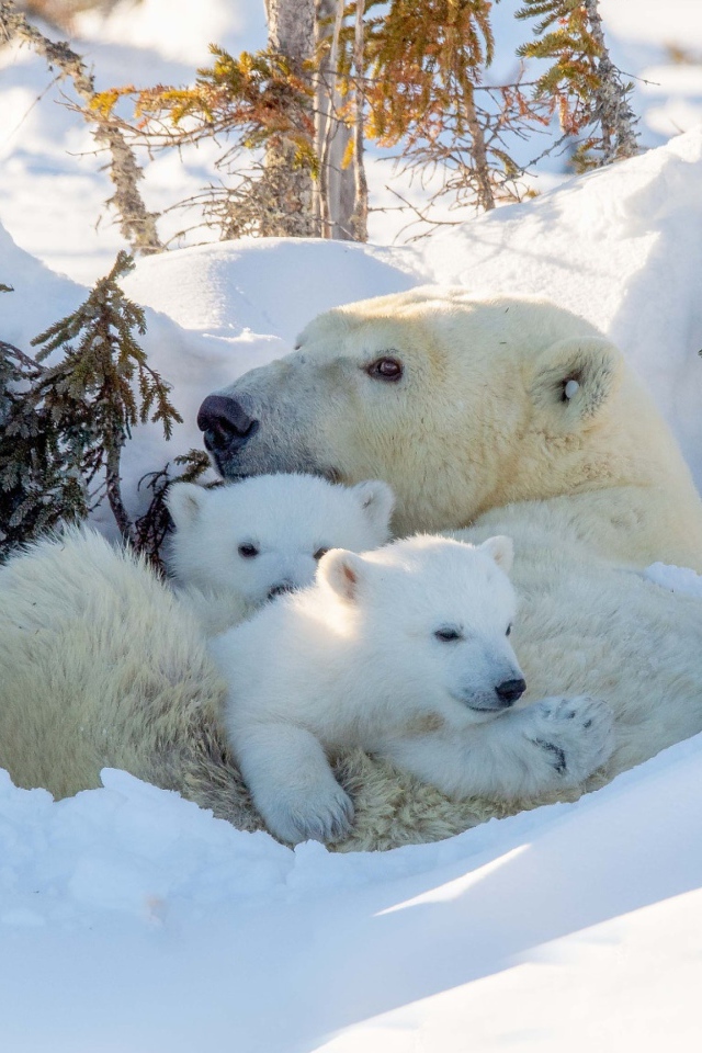 Большая белая медведица с медвежатами в снегу