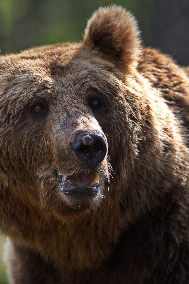 Большой сильный бурый медведь 