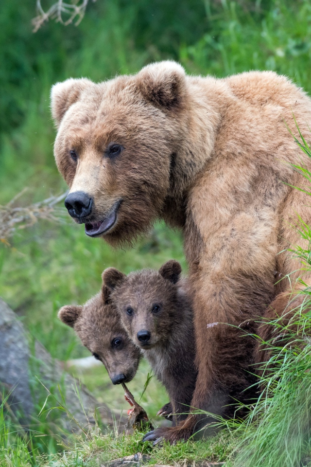 Бурая медведица с маленькими медвежатами в траве 