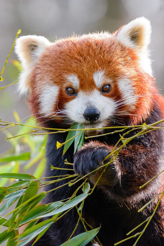 Cute little panda eats bamboo branches.