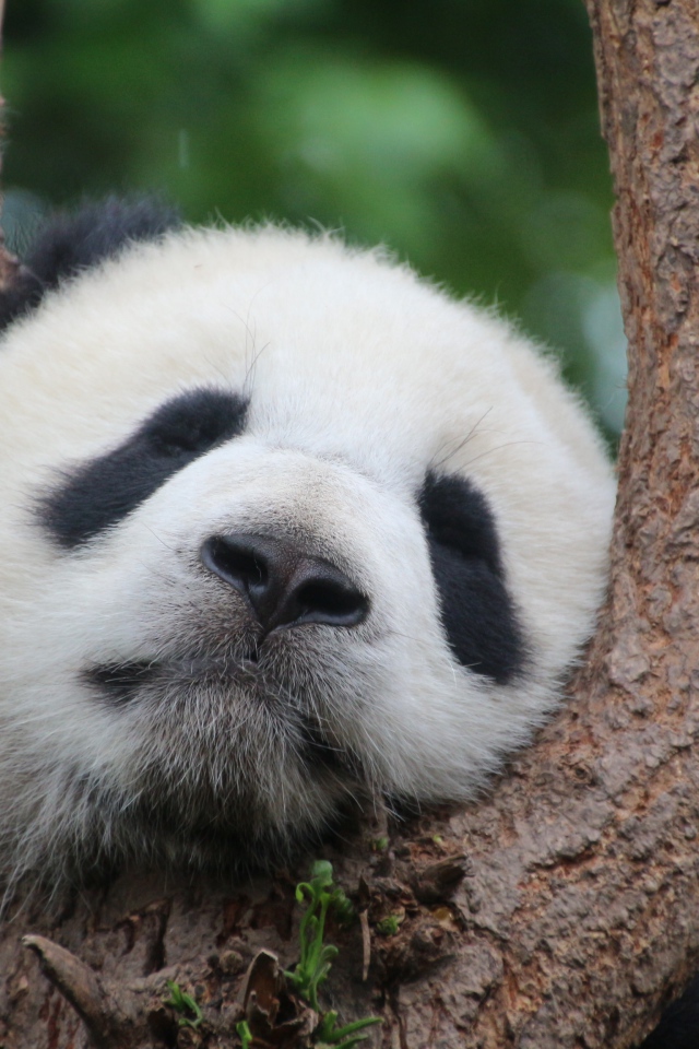 Милая панда спит на дереве 