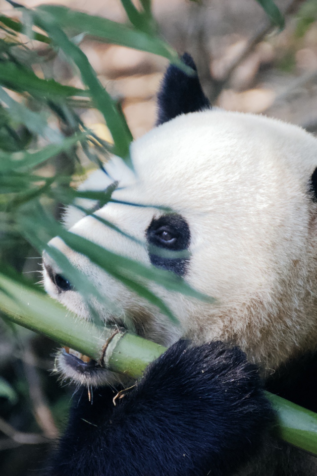 Большая панда грызет бамбук 