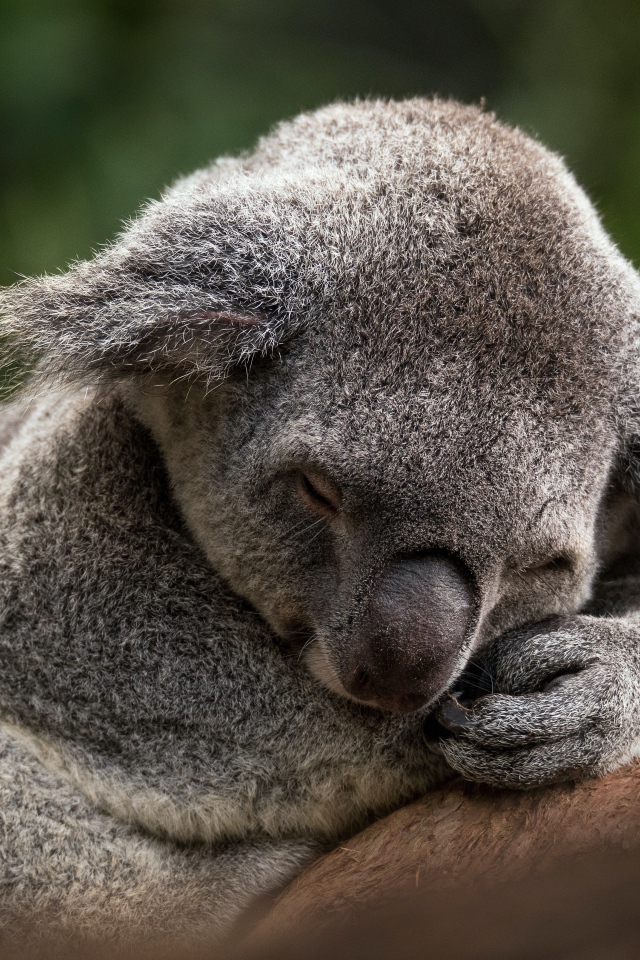 Коала спит на ветке дерева