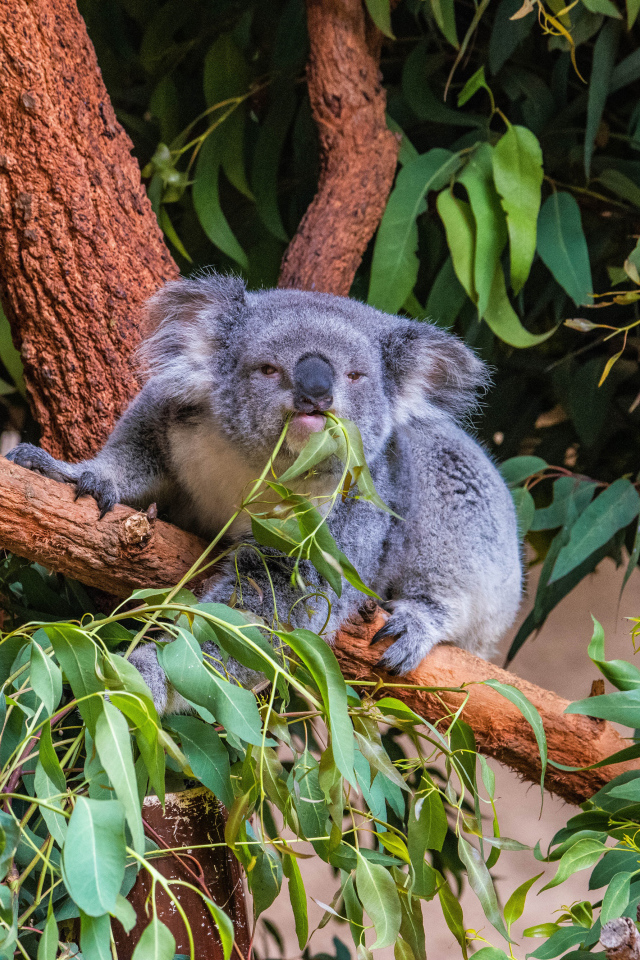 Ленивая коала ест ветки на дереве 