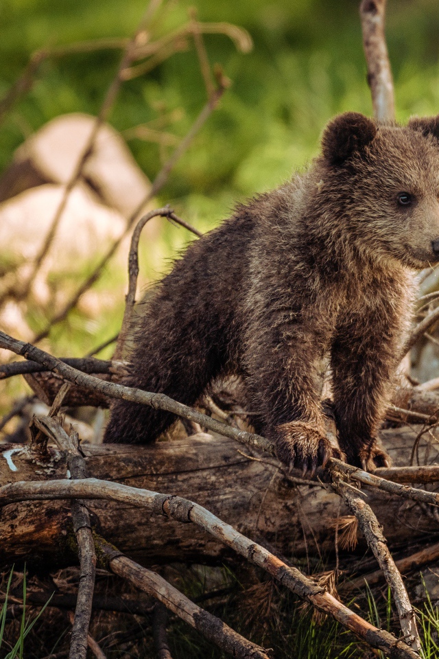 Маленький бурый медвежонок стоит на сухих ветках в лесу