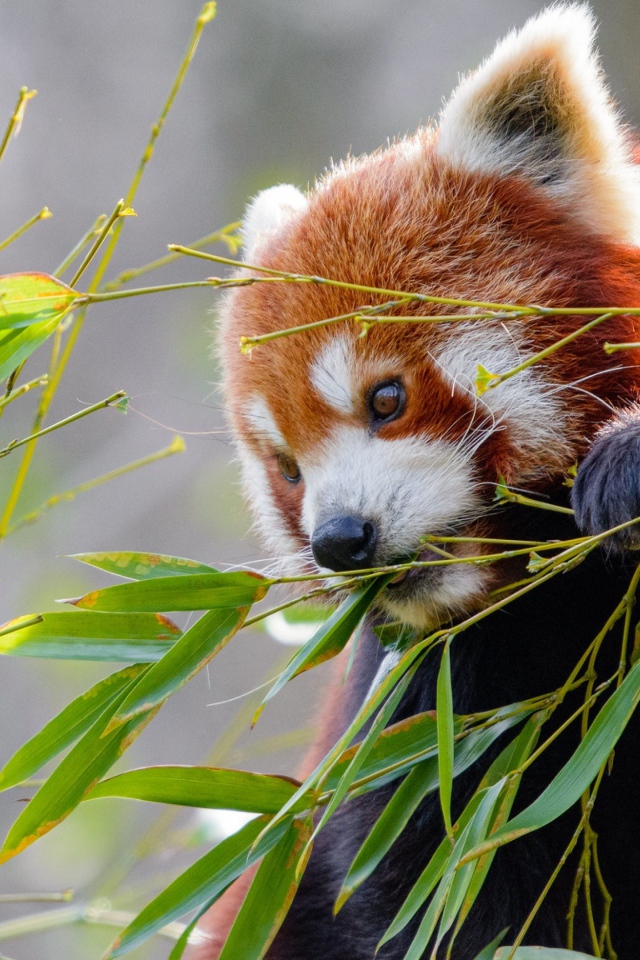 Малая панда грызет зеленые ветки бамбука