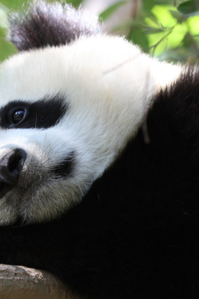 Грустная большая панда лежит на дереве 