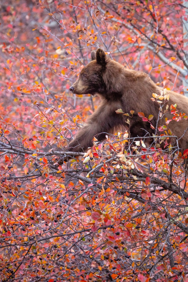 Маленький бурый медведь на дереве с красными листьями 