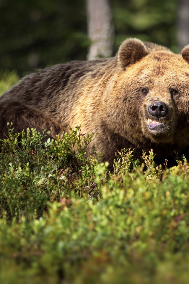 Грозный бурый медведь в зарослях в лесу
