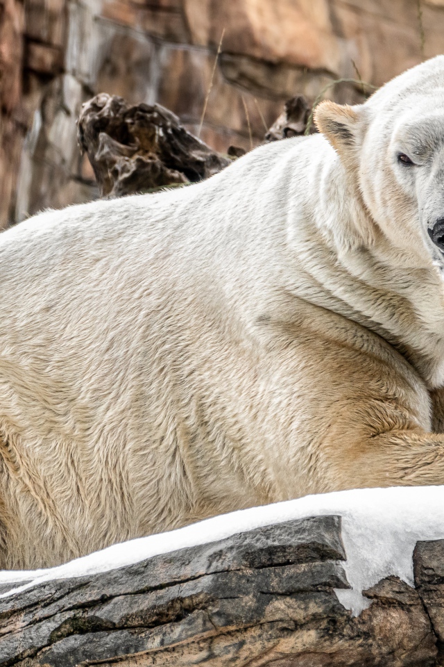Грозный белый медведь лежит на камне в зоопарке 