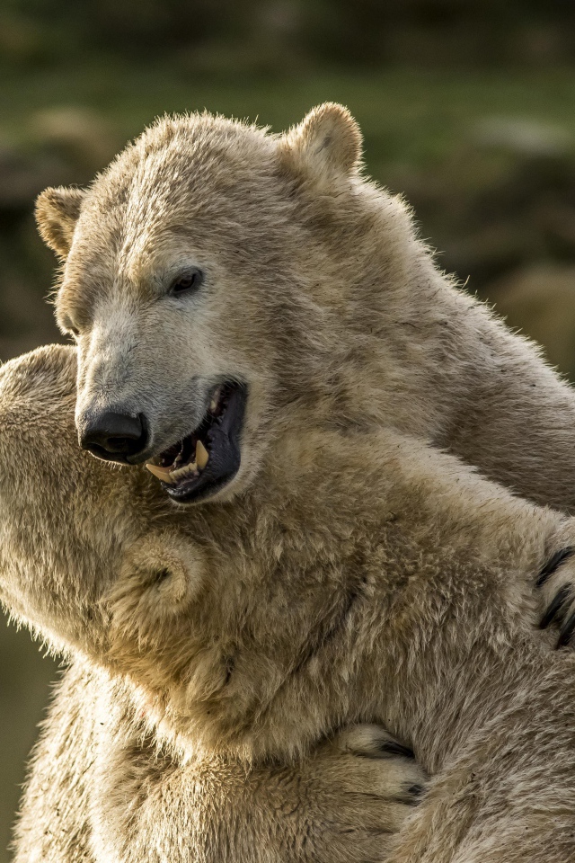 Два больших белых медведя обнимаются 