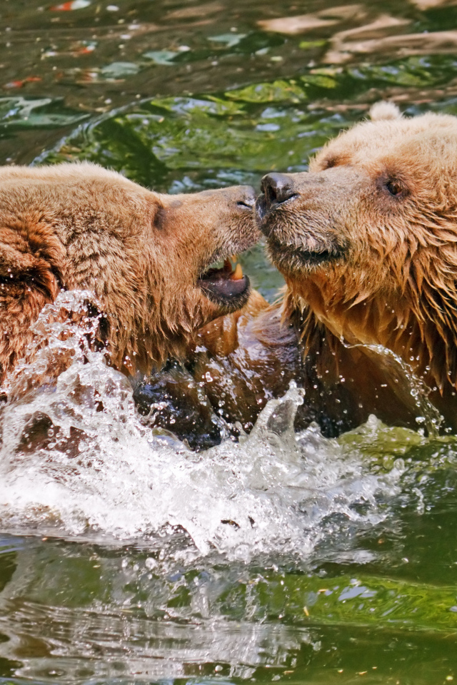 Два бурых медведя в воде 