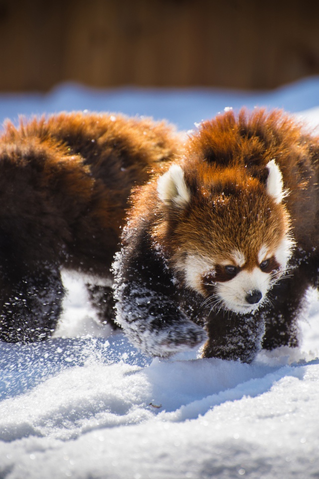 Two funny red pandas playing in the snow