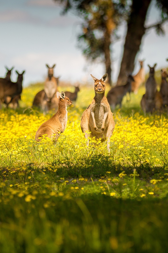 Стая кенгуру сидят на желтых цветах 